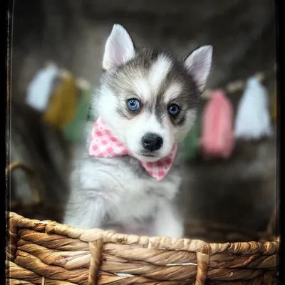 Puppies for Sale Nampa ID | Browse Available Puppy