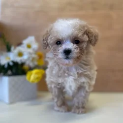 Welcome to Idaho Puppy Co | Home