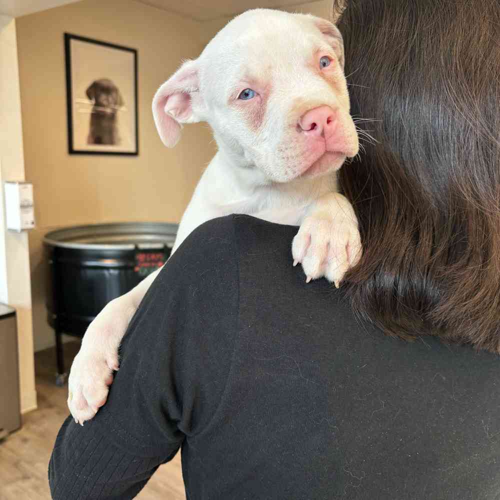 XL American Bully image