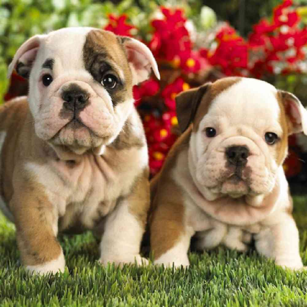 Victorian Bulldog image