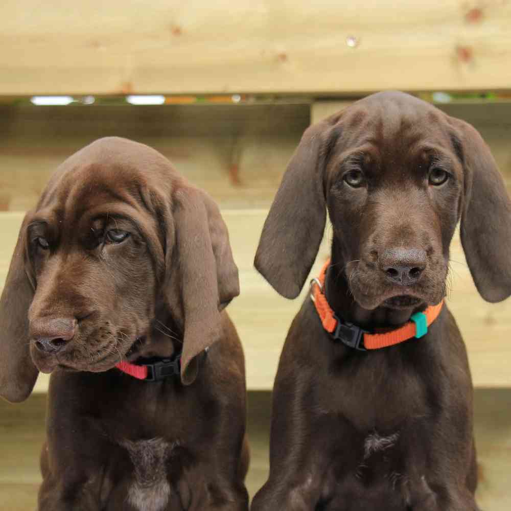 German Shorthaired Pointer image