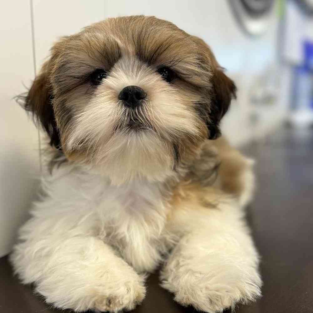 Male Shih Tzu Puppy for Sale in Twin Falls, ID
