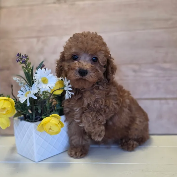 Poodle Toy image