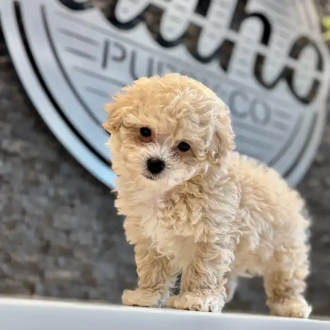 Bichon-Poodle image