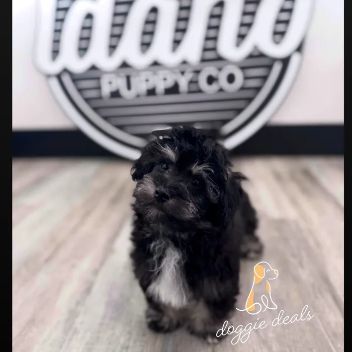 Havapoo image