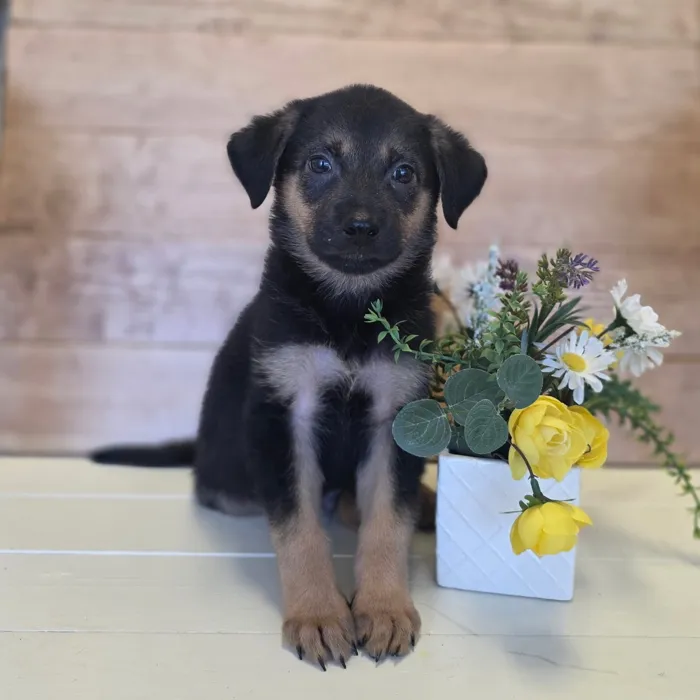 German Shepherd-Transylvanian Hound image