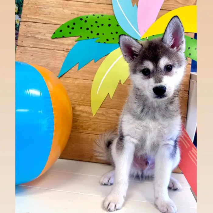 Alaskan Klee Kai image