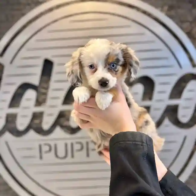 Australian Shepherd toy image