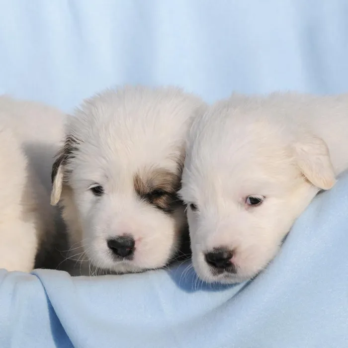 Great Pyrenees image