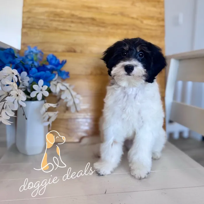 Mini Bernedoodle image