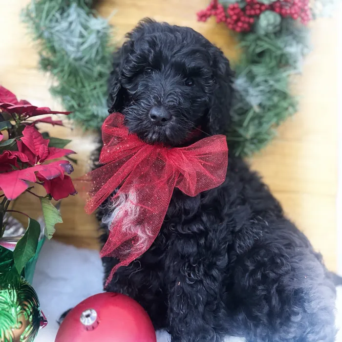 Saint Bernard-Poodle image