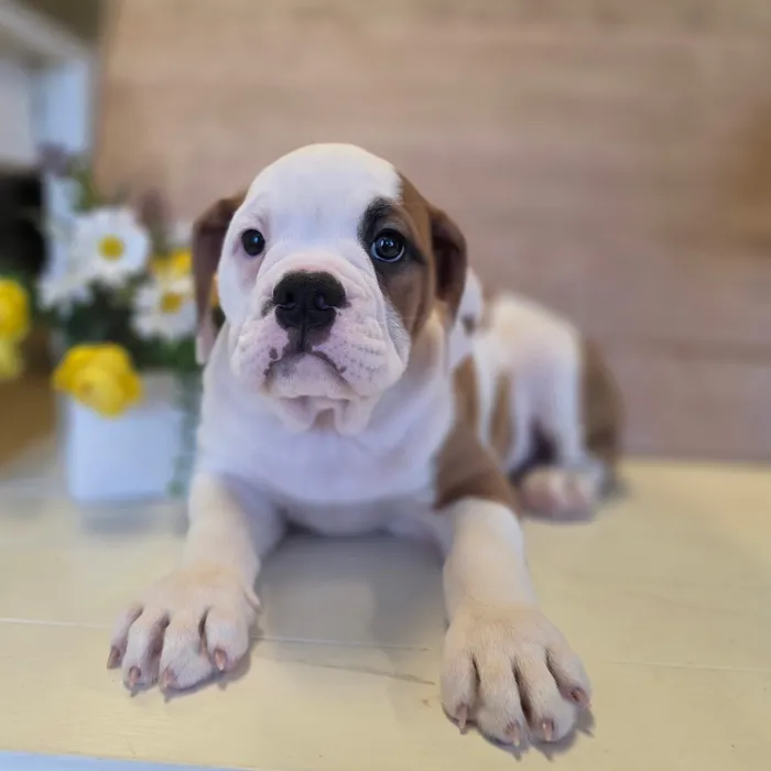 Olde Bulldog image