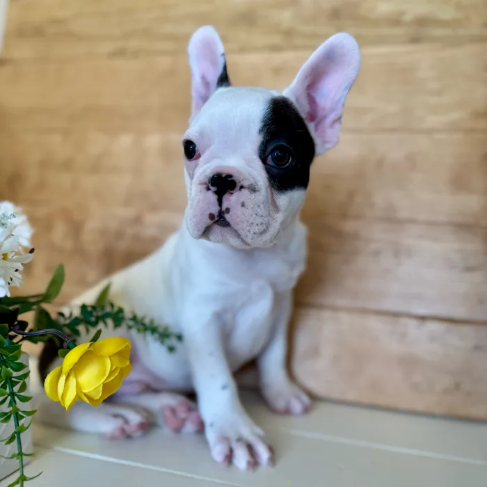 Frenchton image
