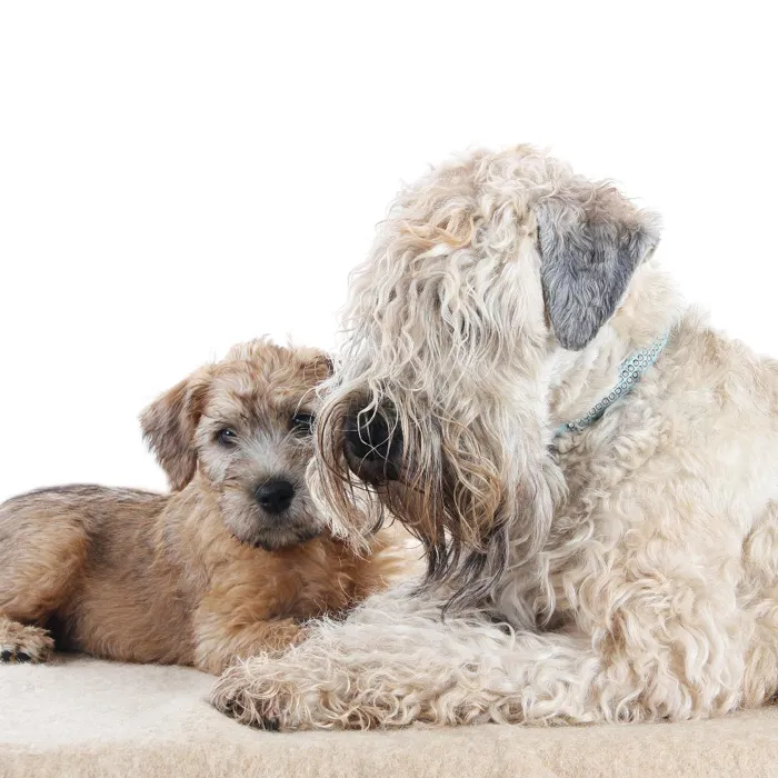 Soft Coated Wheaten Terrier image