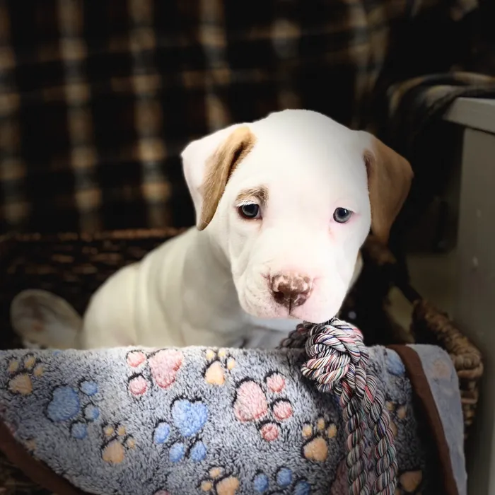 American Pocket Bully image