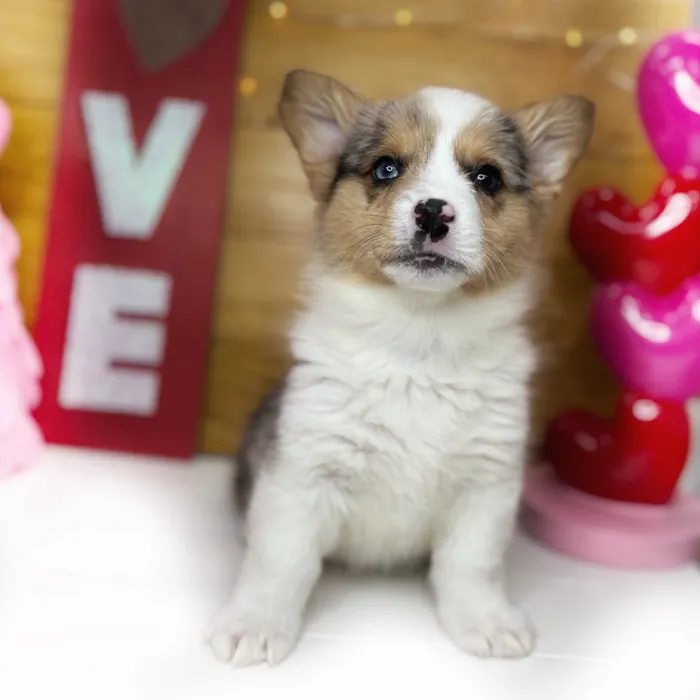 American-Pembroke Welsh Corgi image