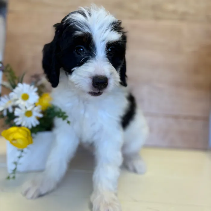 Mini Bernedoodle image