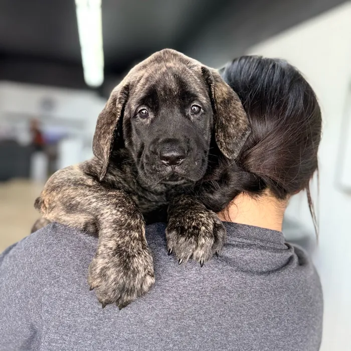 English Mastiff image