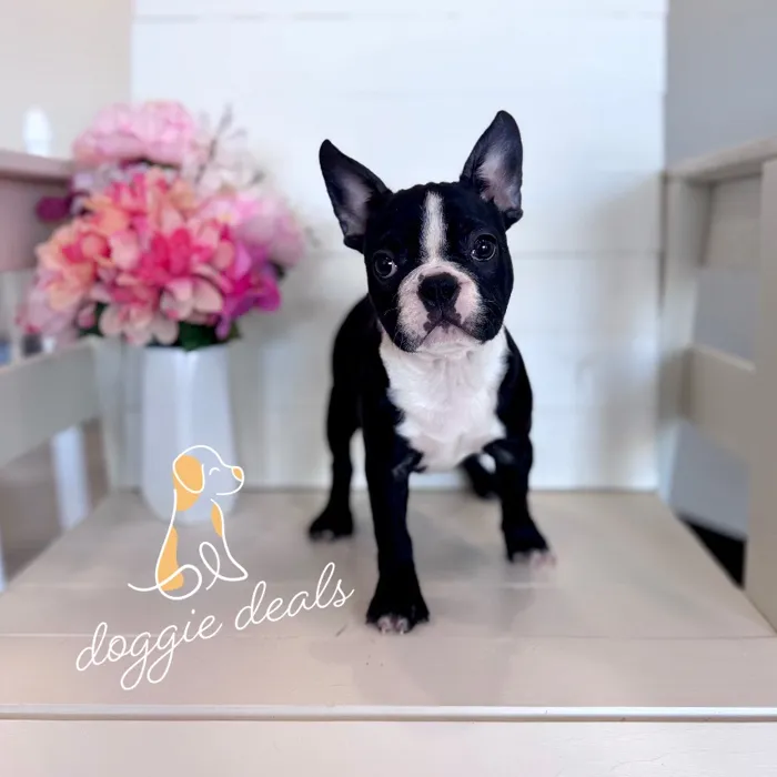 Frenchton image