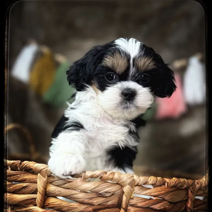 image_cropper_2B6A8C12-3FEA-4370-BBC3-0A261AA01D31-66552-00001BC1057D787C.jpg image