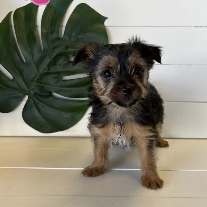 Chorkie image