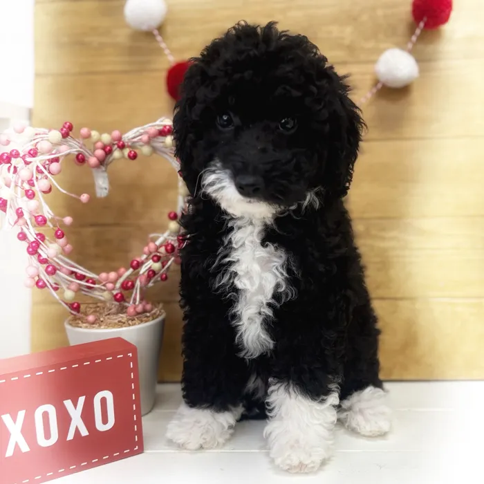 Mini Aussiedoodle image