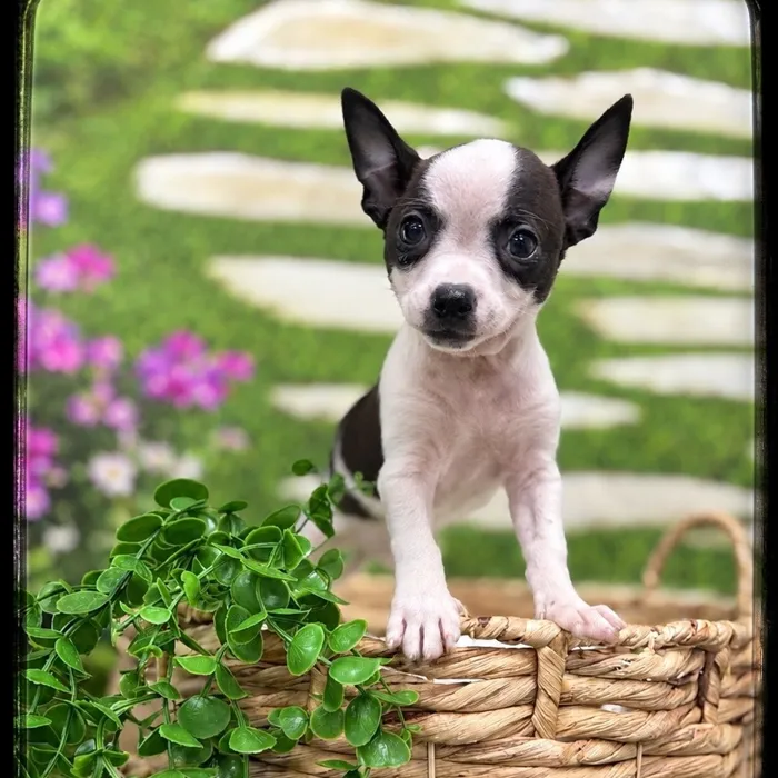 Male Chihuahua puppy named Vinnie for sale at Idaho Puppy - Meridian.