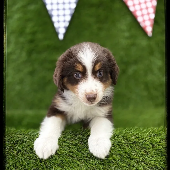 Male Mini Aussie puppy named Zorro for sale at Idaho Puppy - Twin Falls.