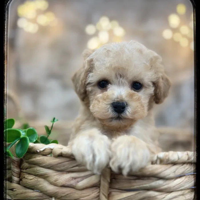 Male Poodle puppy named Benji for sale at Idaho Puppy - Twin Falls.