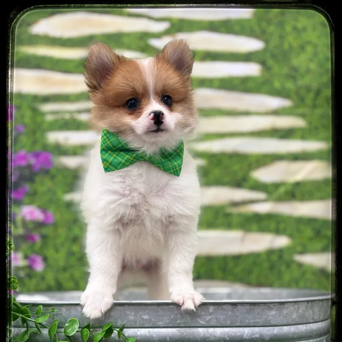 Male Pomeranian puppy named Kip for sale at Idaho Puppy - Nampa.