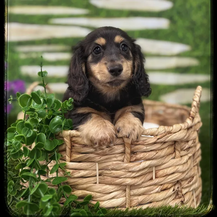 Male Mini Dachshund puppy named Alvin for sale at Idaho Puppy - Coeur d'Alene.