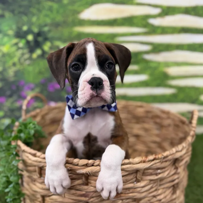 Male Boxer puppy named Sherlock for sale at Idaho Puppy - Nampa.