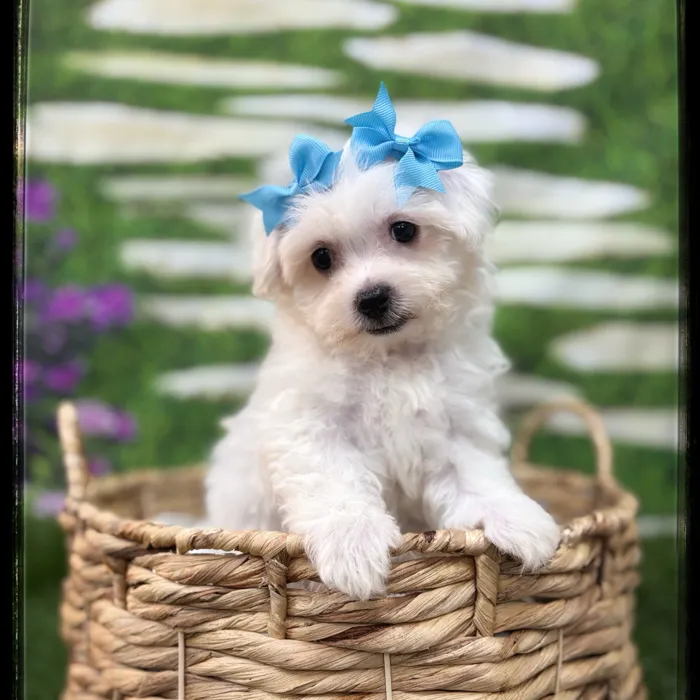 Female Bichon-Maltese puppy named Tulip for sale at Idaho Puppy - Meridian.