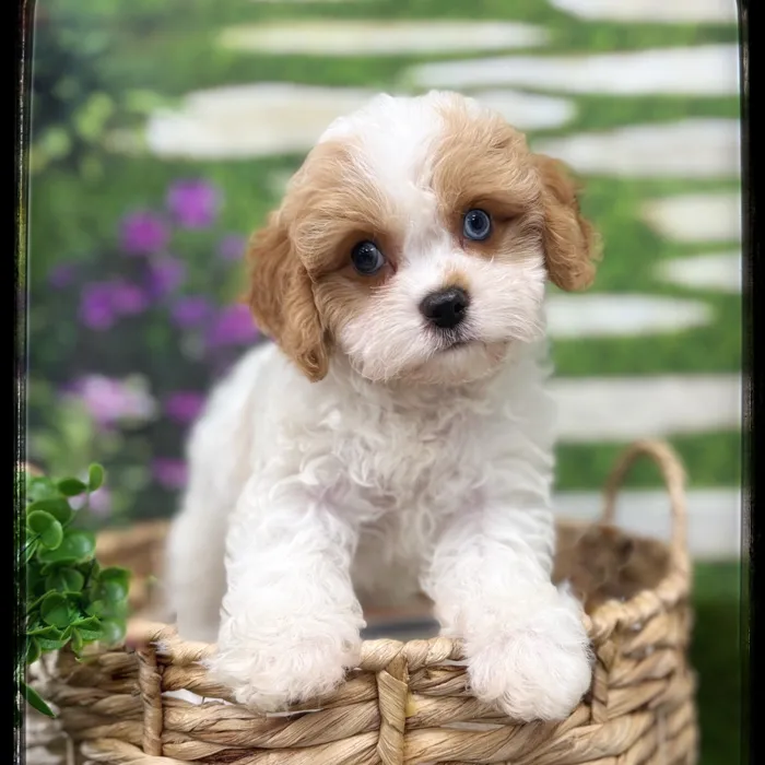 Male Cavapoo puppy named Rickey for sale at Idaho Puppy - Coeur d'Alene.