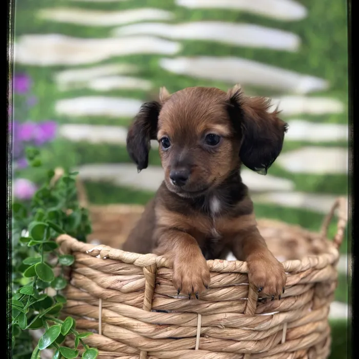 Male Chiweenie puppy named Nick for sale at Idaho Puppy - Coeur d'Alene.