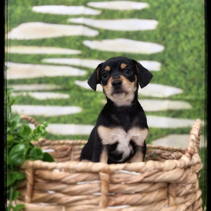 Female Chiweenie puppy named Pebbles for sale at Idaho Puppy - Meridian.