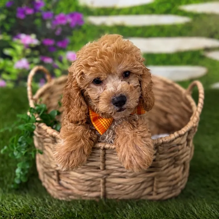 Male Cavapoo puppy named Ollie for sale at Idaho Puppy - Nampa.