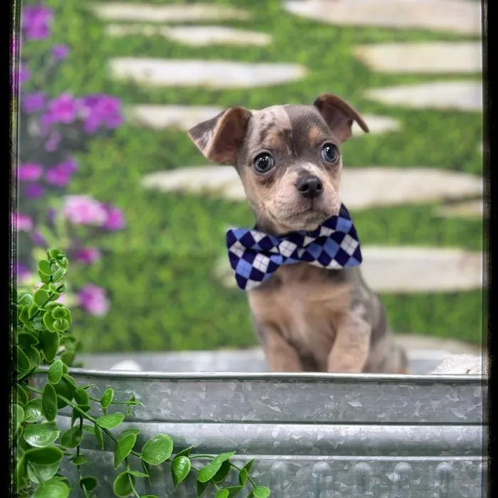 Male Chihuahua puppy named Pico for sale at Idaho Puppy - Nampa.