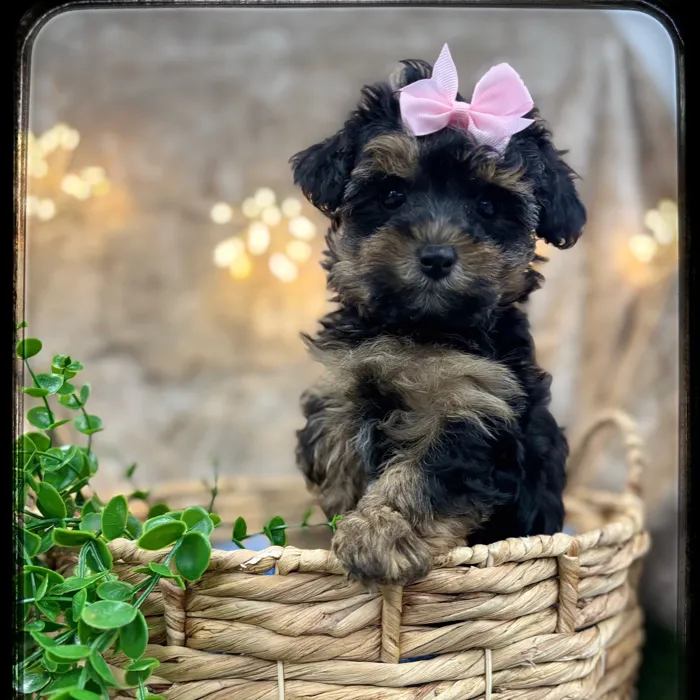 Female Yorkie-Poo puppy named Charlotte for sale at Idaho Puppy - Twin Falls.