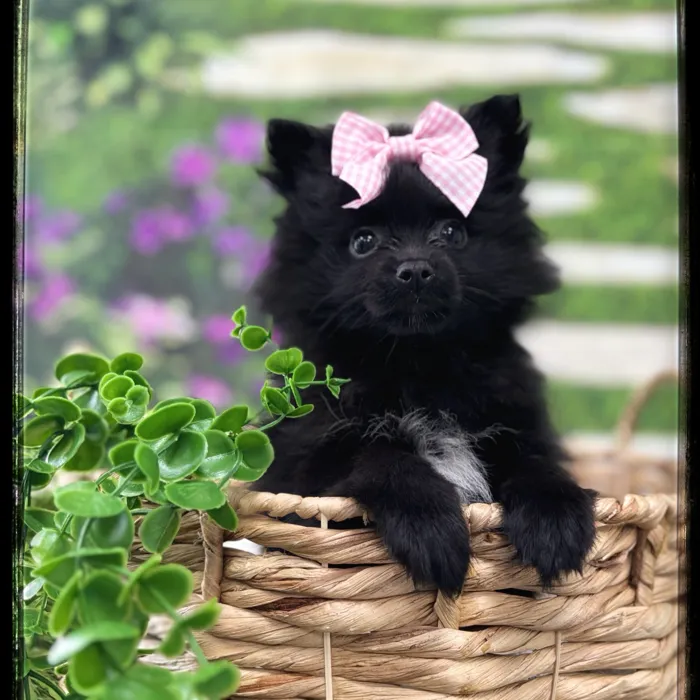 Female Pomeranian puppy named Bindi for sale at Idaho Puppy - Meridian.