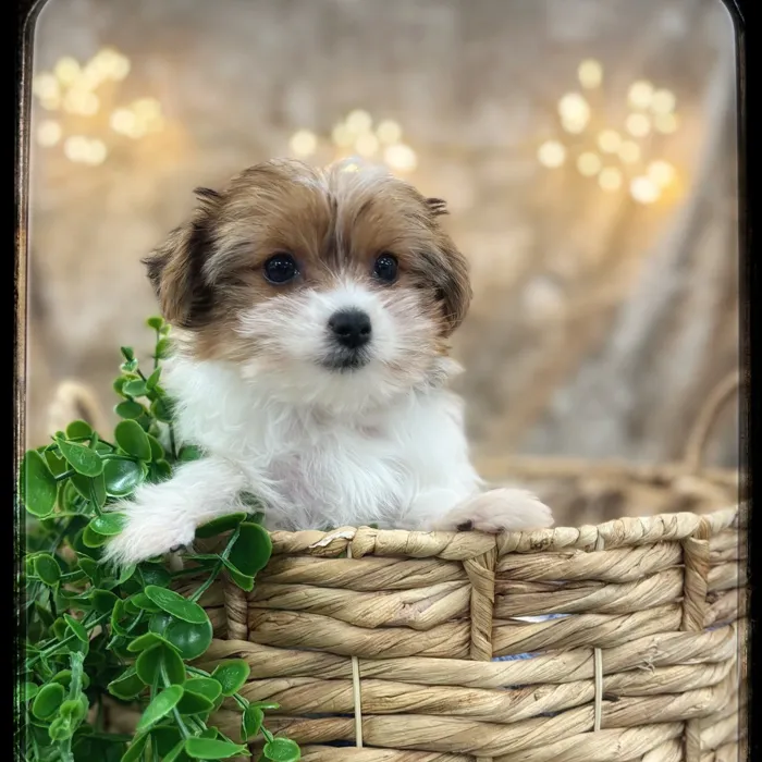 Male Yorkie puppy named Elvis for sale at Idaho Puppy - Meridian.