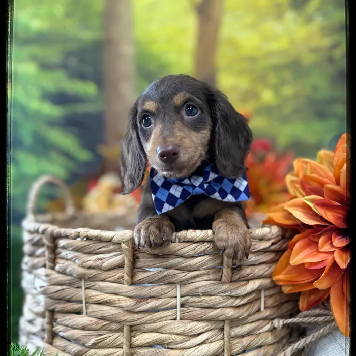 Male Mini Dachshund puppy named Buster for sale at Idaho Puppy - Coeur d'Alene.