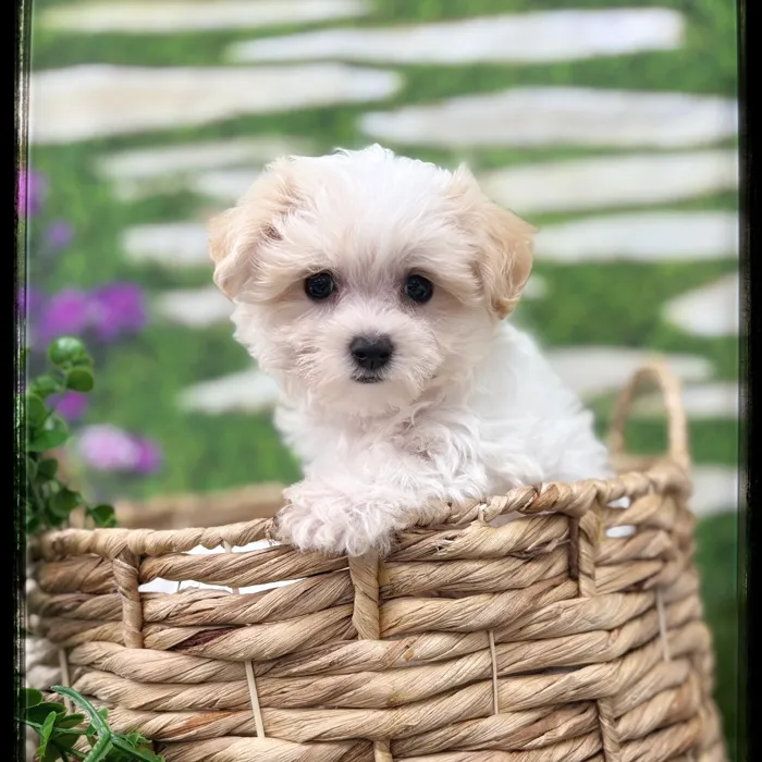 Male Maltipoo puppy named Gus for sale at Idaho Puppy - Meridian.