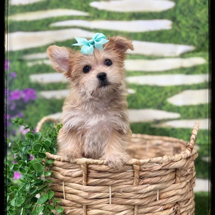 Female Morkie puppy named Sandy for sale at Idaho Puppy - Coeur d'Alene.