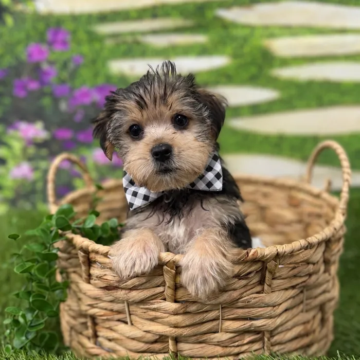 Male Morkie puppy named Rafael for sale at Idaho Puppy - Coeur d'Alene.