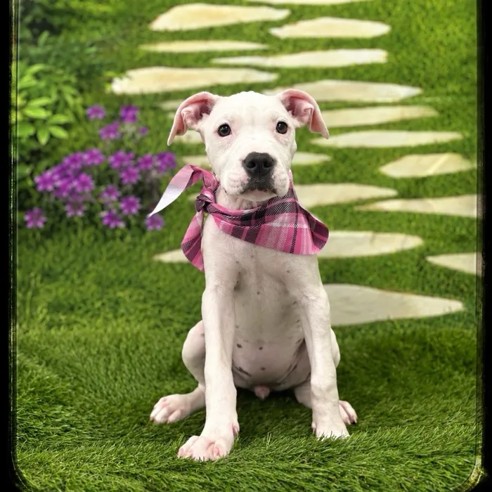 Female American Staffordshire Terrier puppy named Sasha for sale at Idaho Puppy - Twin Falls.