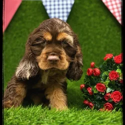 Male Cocker Spaniel puppy named Andrew for sale at Idaho Puppy - Nampa.