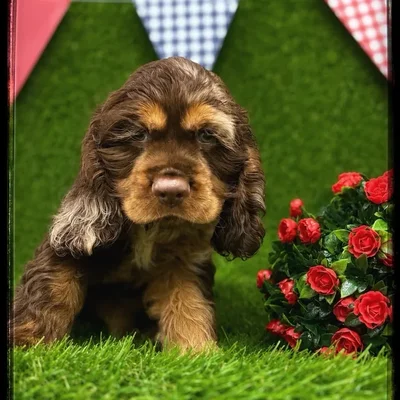 Male Cocker Spaniel puppy named Andrew for sale at Idaho Puppy - Nampa.