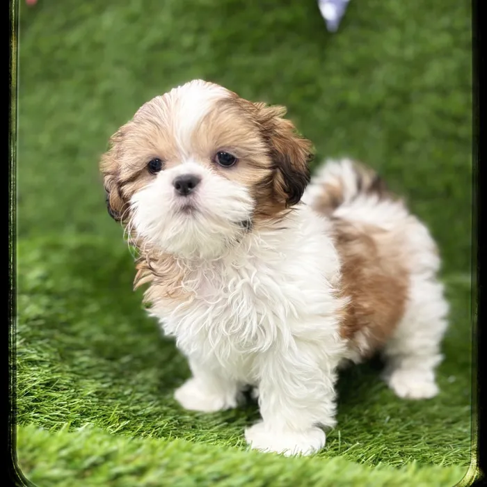 Female Shih Tzu puppy named Bali for sale at Idaho Puppy - Coeur d'Alene.