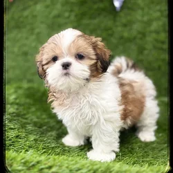Female Shih Tzu puppy named Bali for sale at Idaho Puppy - Coeur d'Alene.